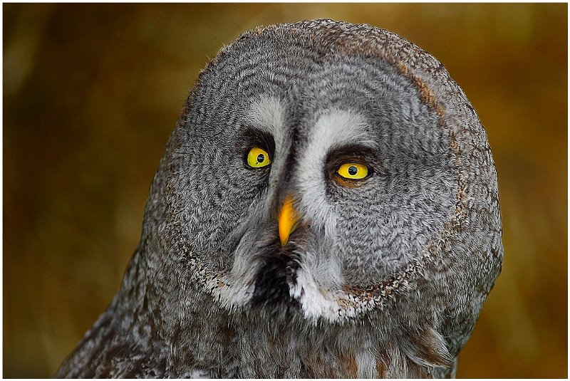 812 - owl eyes - MAIRESSE LUC - belgium.jpg
